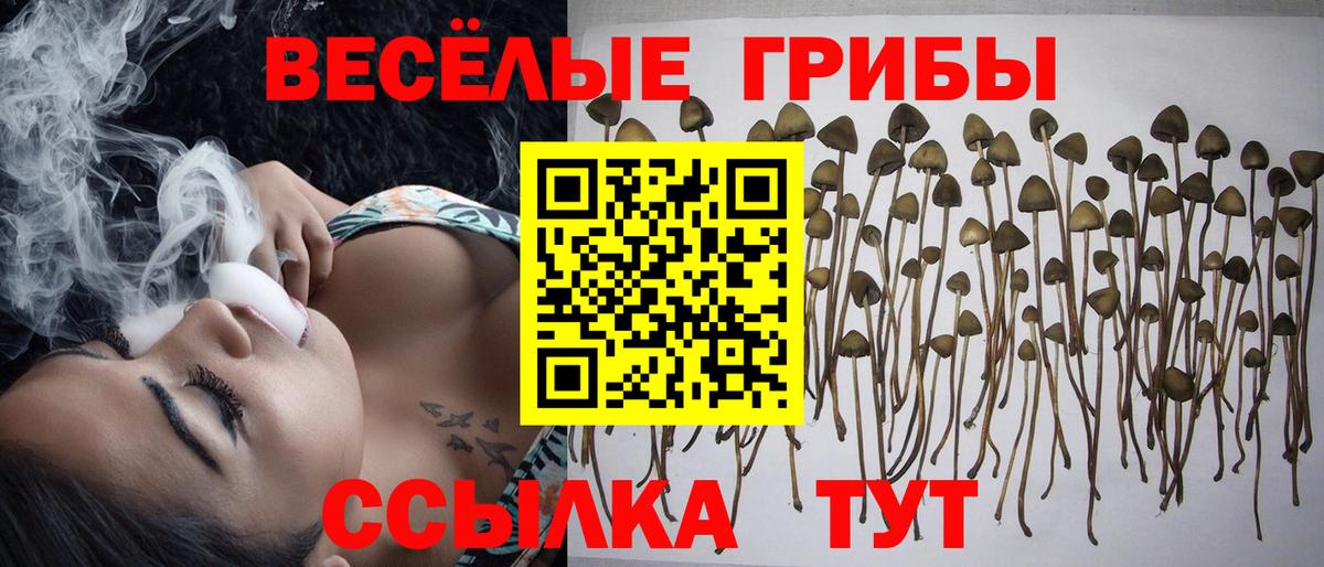 Псилоцибиновые грибы Psilocybe  Вход с VPN  Златоуст 